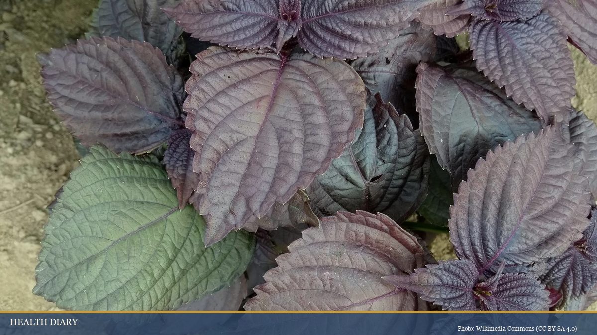 Fresh purple perilla (akajiso / tía tô) leaves close-up showing ruffled serrated edges and deep red-purple pigmentation
