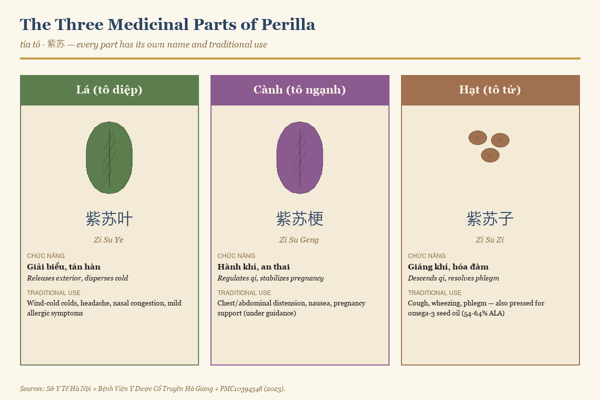 The three medicinal parts of perilla — leaf, stem, and seed — and their traditional functions in Vietnamese and Chinese medicine