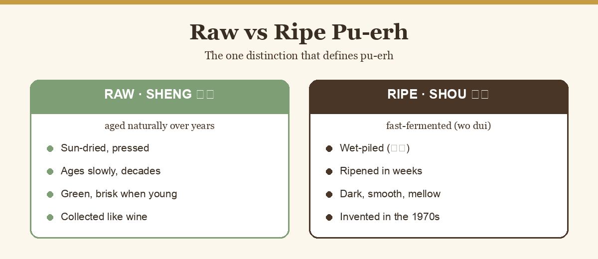 Diagram comparing raw sheng pu-erh and ripe shou pu-erh tea