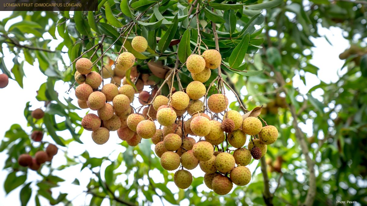 Fresh longan fruit clusters hanging on tree branches with lush green leaves in orchard