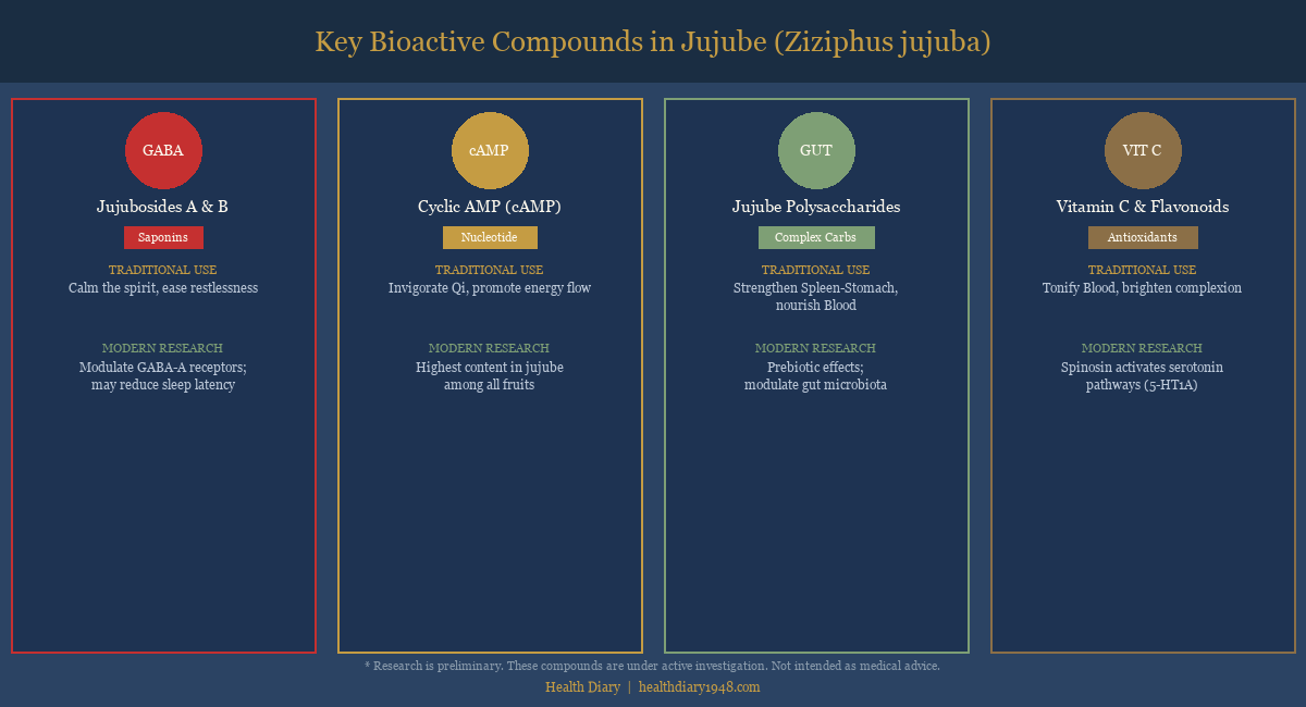 Diagram of four key bioactive compounds in jujube: jujubosides, cyclic AMP, polysaccharides, and vitamin C with flavonoids