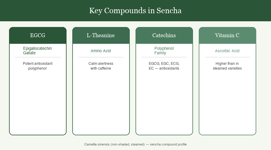 Diagram showing four key compounds in sencha green tea: EGCG, L-Theanine, Catechins, and Vitamin C with descriptions
