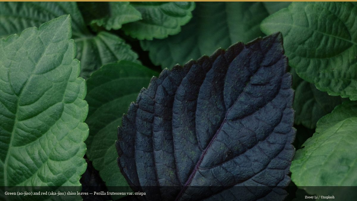 Green and red shiso perilla leaves close-up showing both ao-jiso and aka-jiso varieties