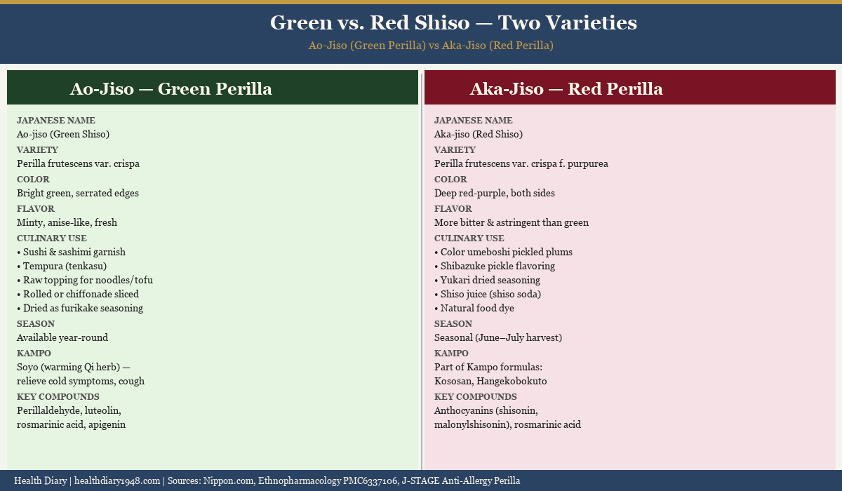 Comparison chart of green ao-jiso and red aka-jiso shiso varieties showing culinary uses, season, and Kampo roles
