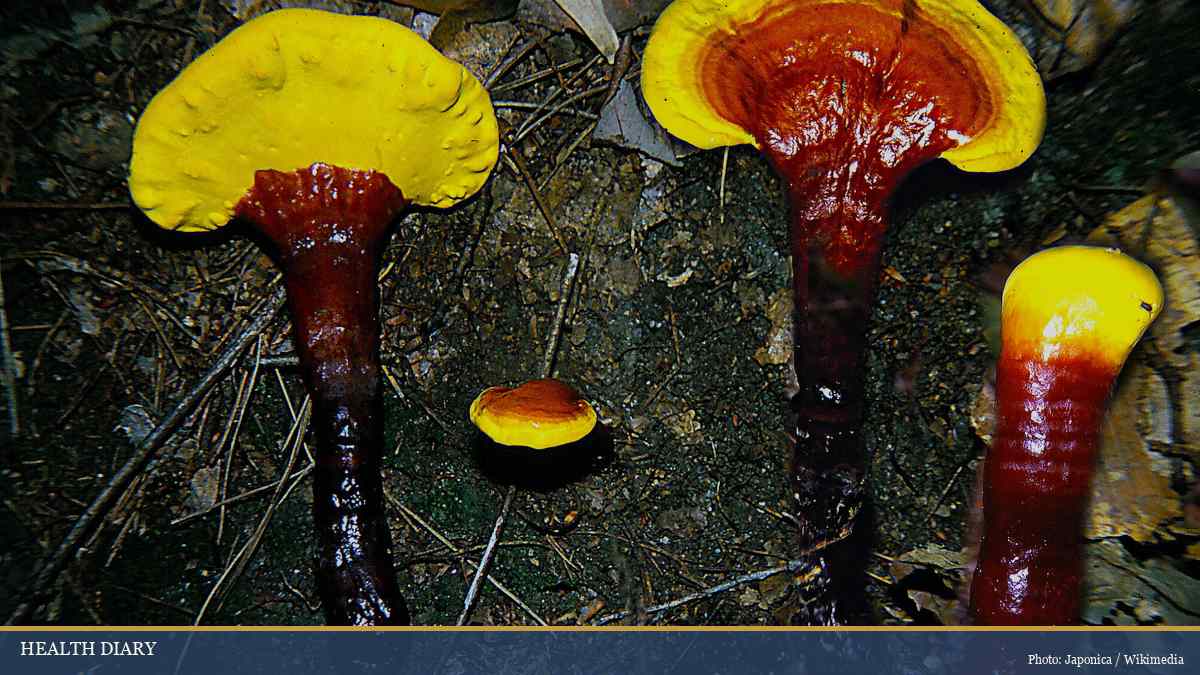 Wild Ganoderma lucidum reishi mushrooms with red caps and lacquered stems growing on forest floor