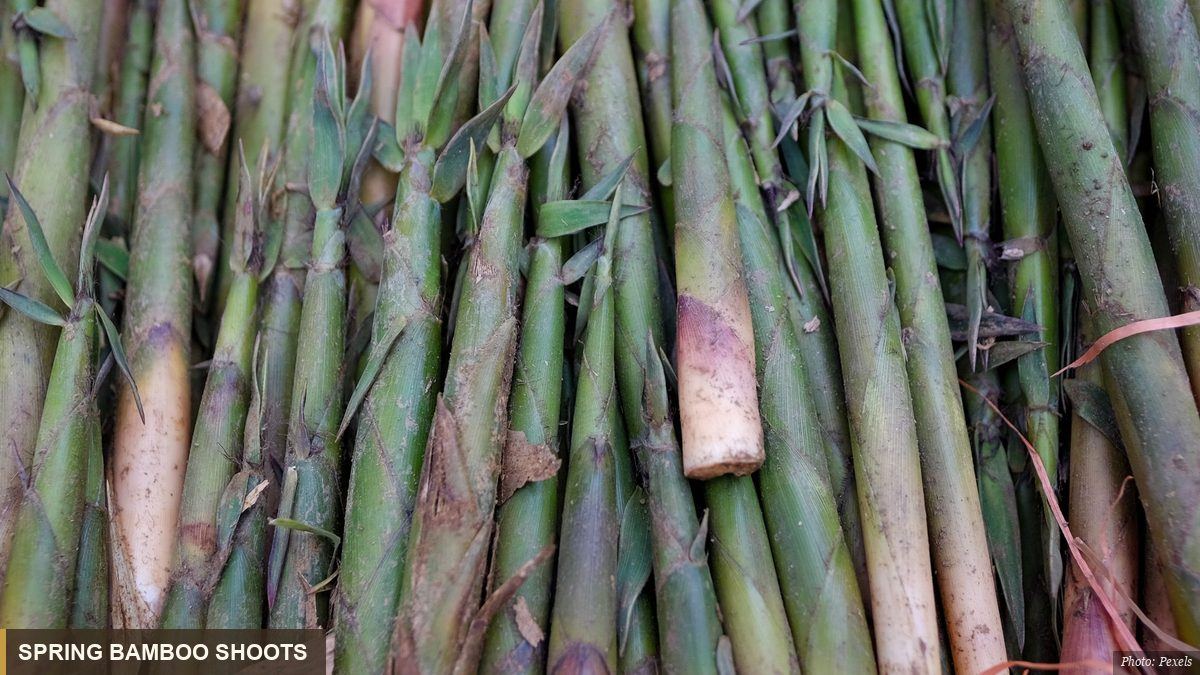 Fresh spring bamboo shoots and green garlic chives at an Asian market