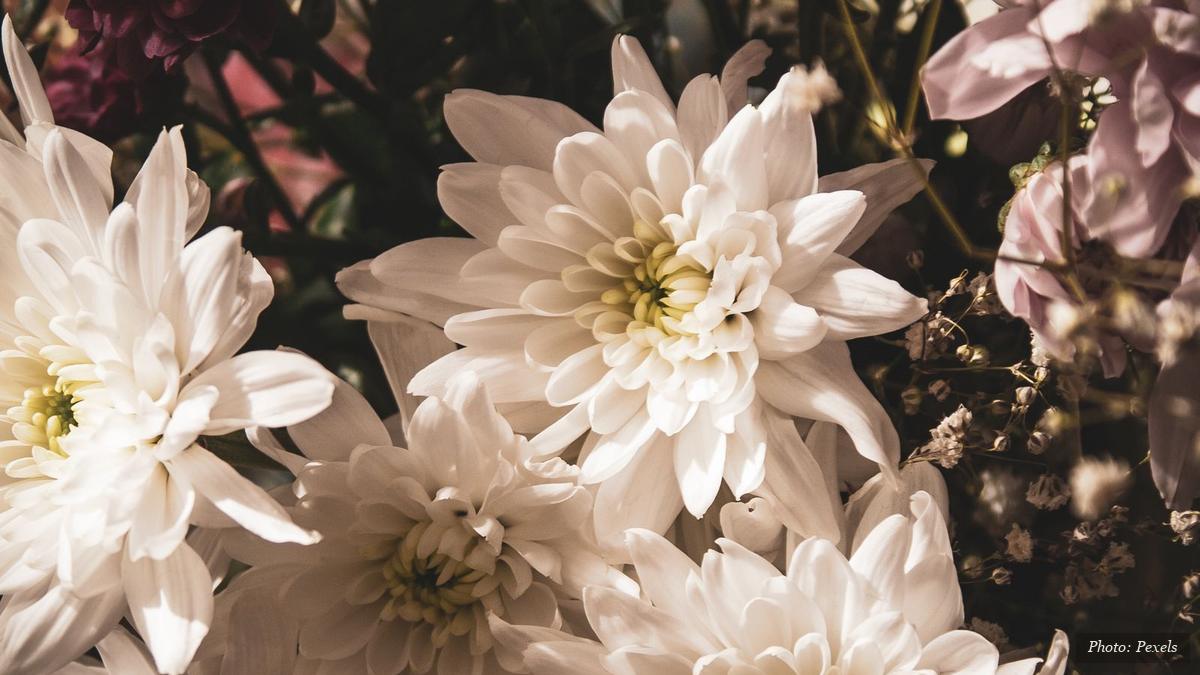 Close-up of white and burgundy chrysanthemum blossoms for floral tea