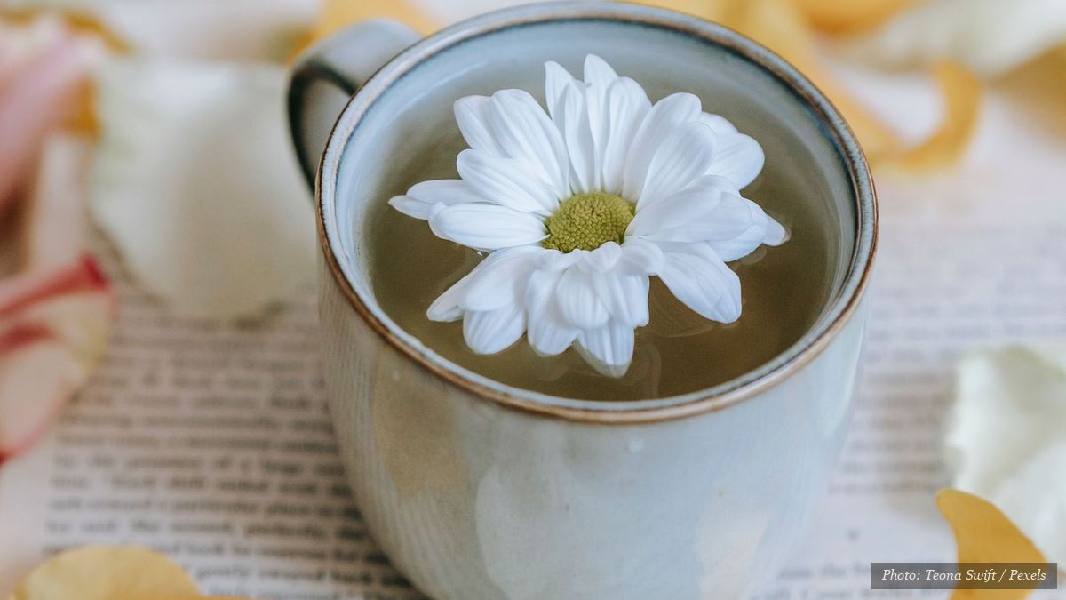 White chrysanthemum flower floating in a cup of spring floral tea