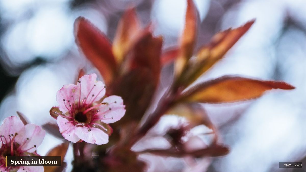 Pink spring blossoms opening on branches against a soft bright sky