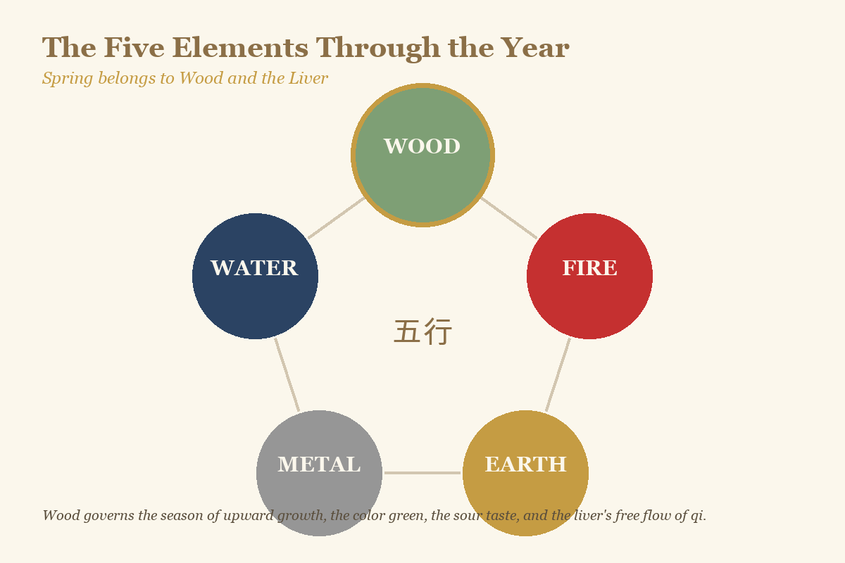 Five Elements wheel diagram showing spring paired with the Wood element and liver