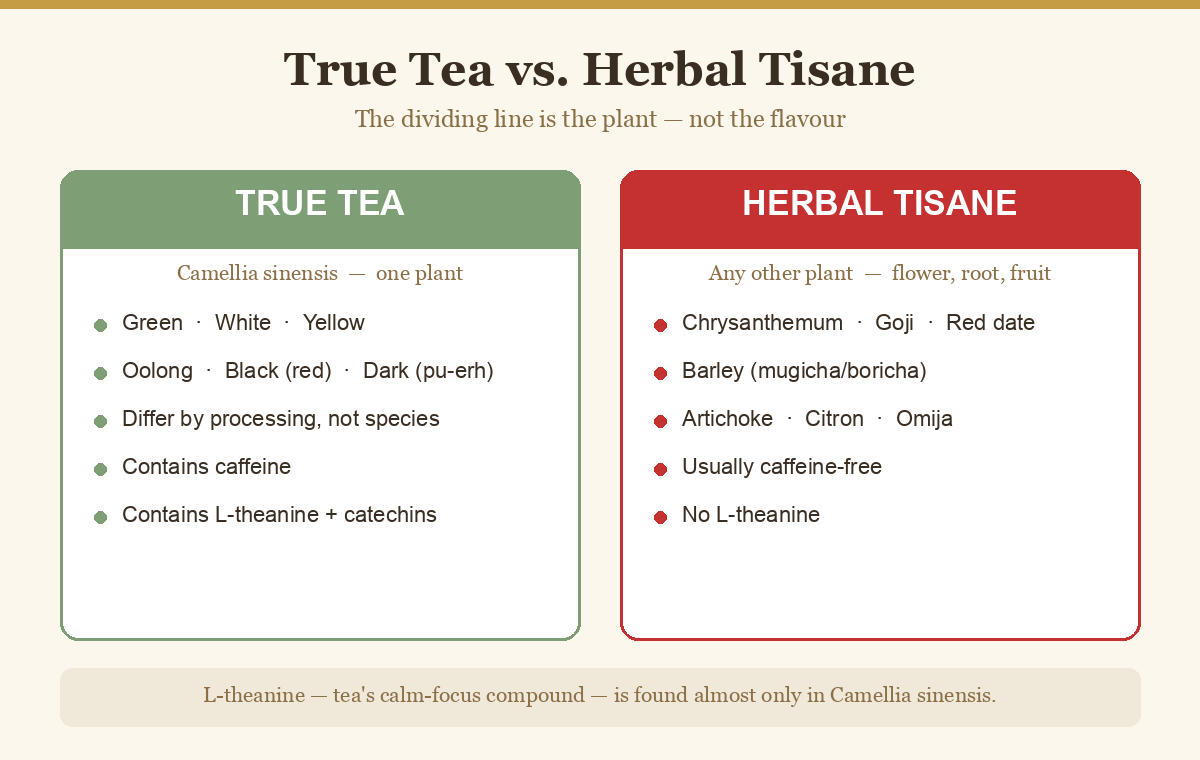 Diagram comparing true tea from Camellia sinensis with caffeine-free herbal tisanes