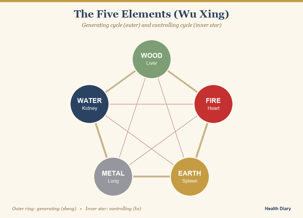 Five elements wheel diagram showing wood fire earth metal water and their organ correspondences