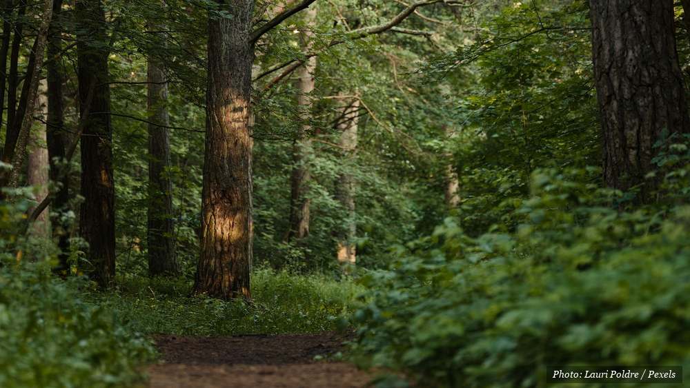 Sunlight filtering through a green forest, evoking Japanese forest bathing