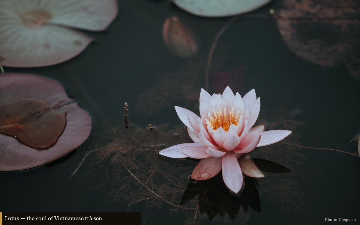 Vietnamese lotus-scented green tea with fresh lotus flowers