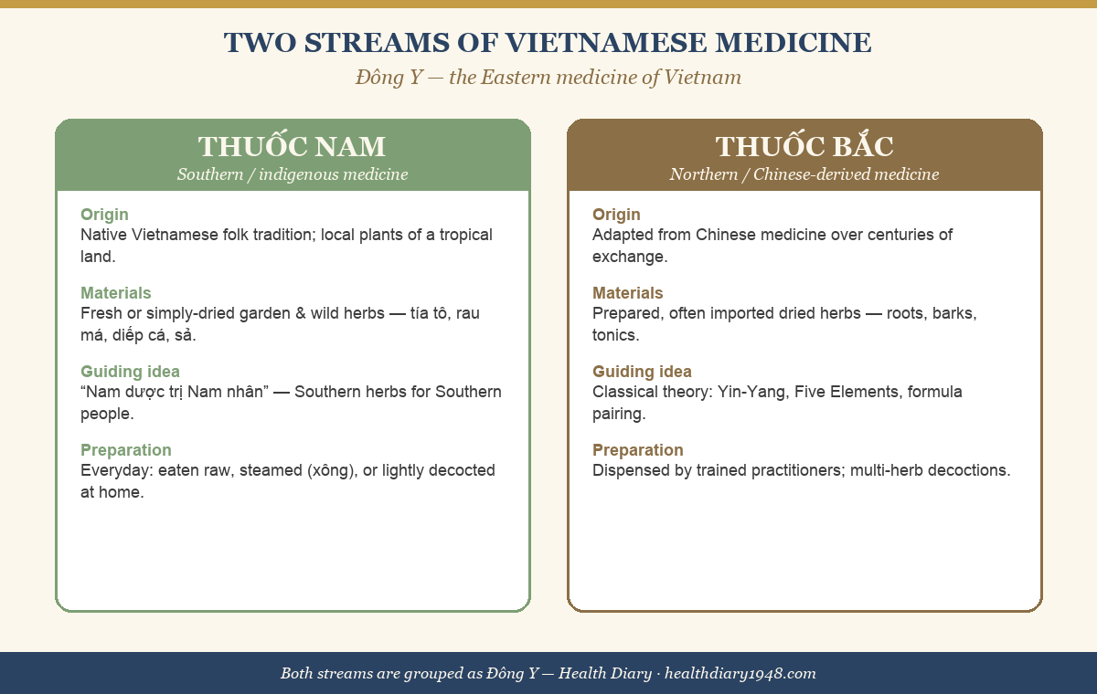Comparison card of thuoc Nam versus thuoc Bac Vietnamese medicine streams