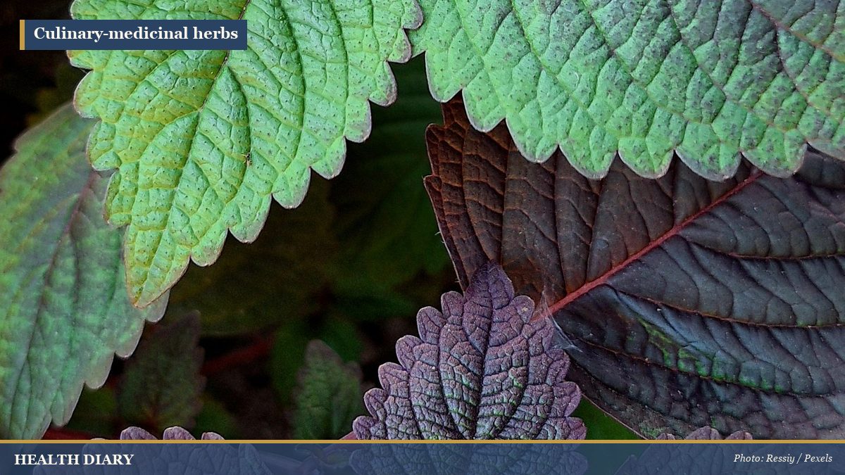 Close-up of fresh perilla leaves with green tops and purple undersides