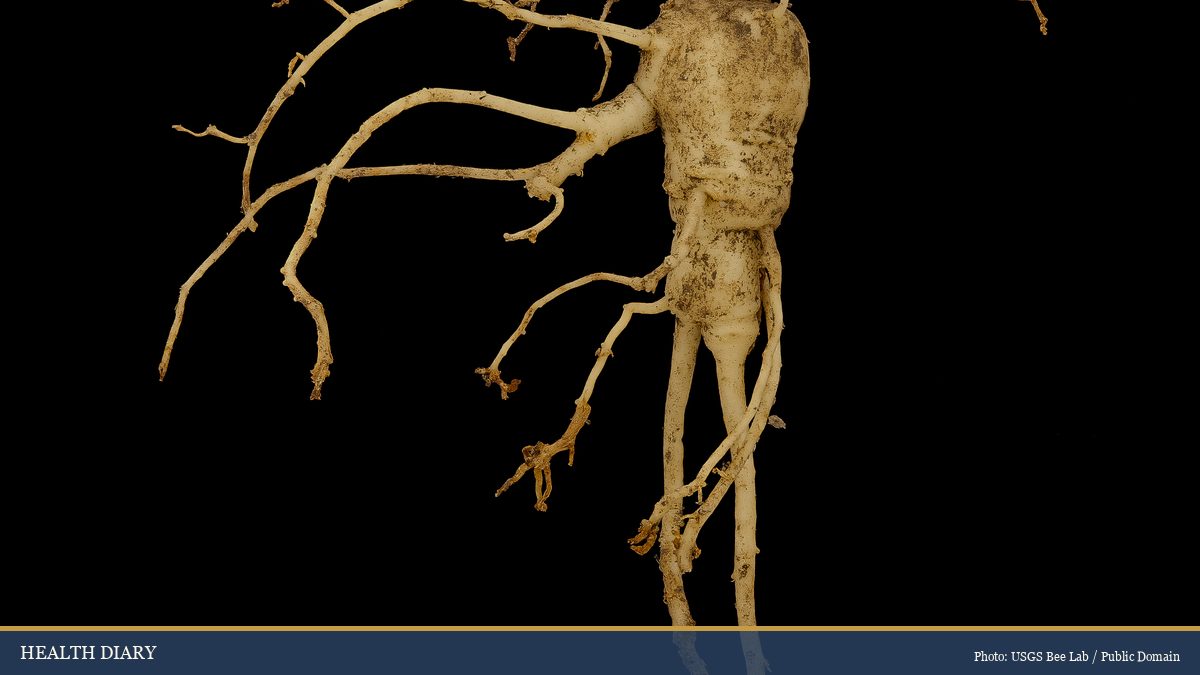 Whole American ginseng root (Panax quinquefolius) with branching rootlets photographed against black