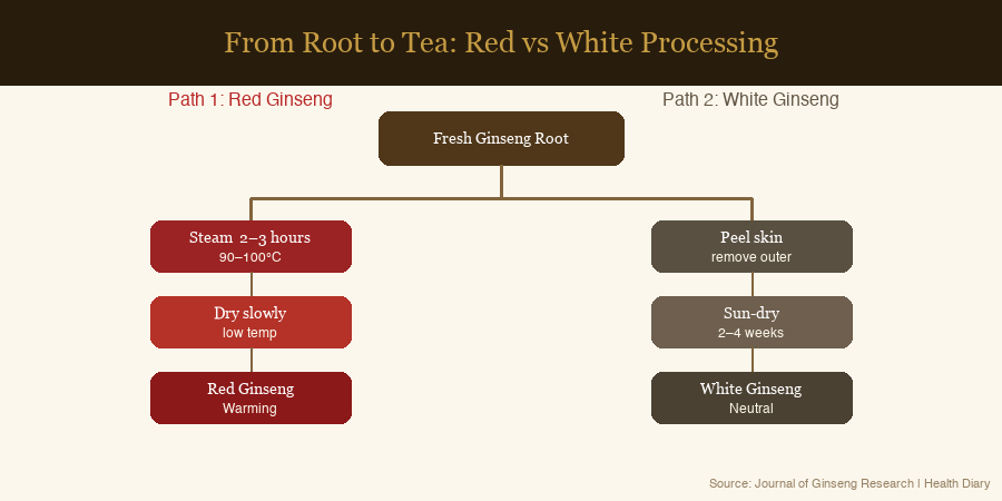 Processing diagram showing two paths from fresh ginseng root to red ginseng and white ginseng