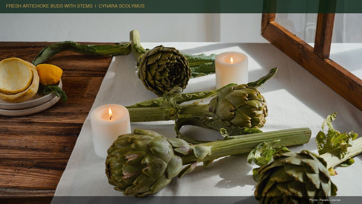 Fresh artichoke buds with long stems laid on a white linen table — showing the whole plant used in Vietnamese artichoke tea
