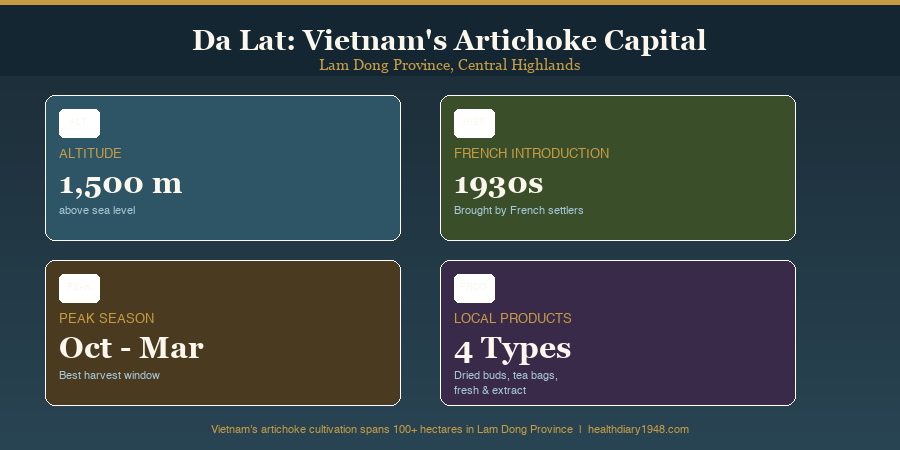 Da Lat Vietnam infographic showing altitude 1500m, French introduction 1930s, peak season October to March, and four types of artichoke products