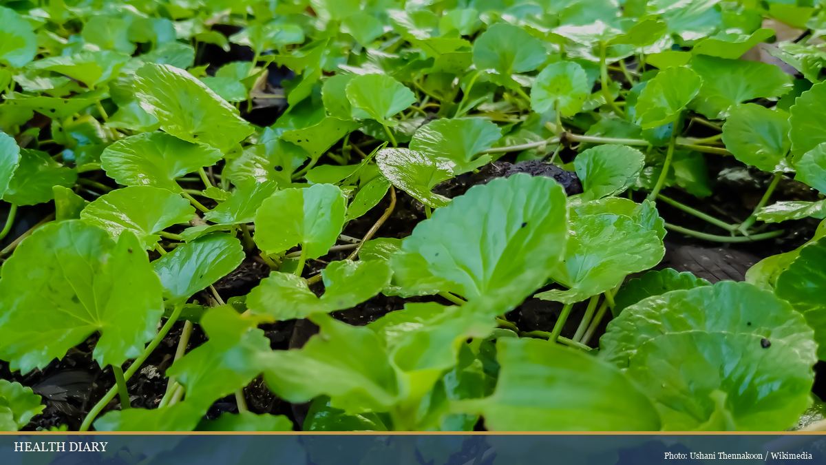 Fresh Centella asiatica gotu kola plants growing as the leafy herb used in Vietnamese folk practice