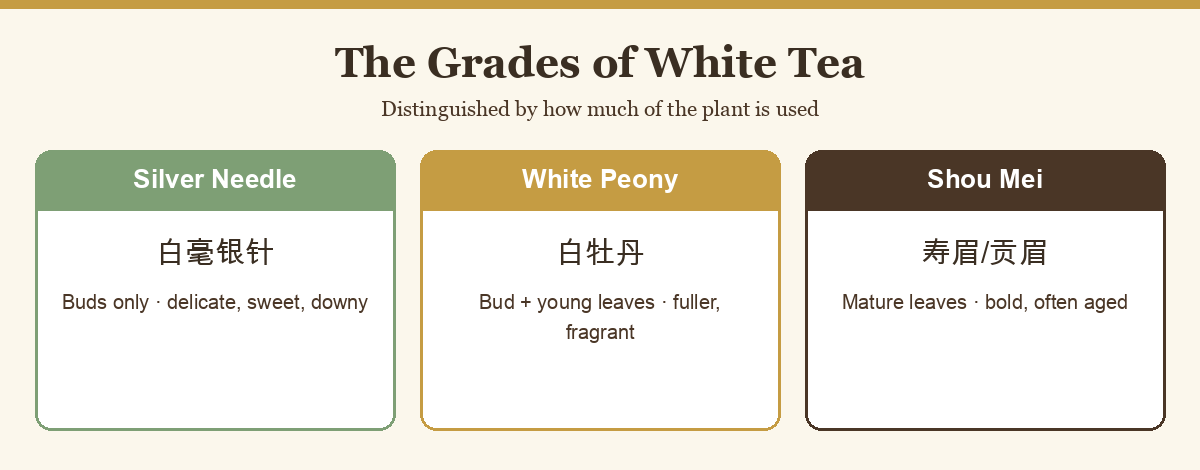 Diagram of the main white tea grades: Silver Needle, White Peony, Shou Mei