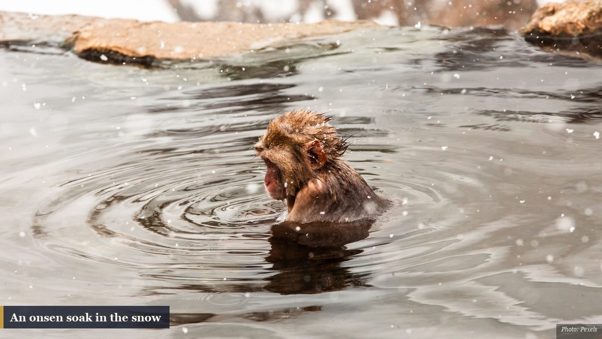Snow monkey soaking in a steaming Japanese hot spring during falling snow