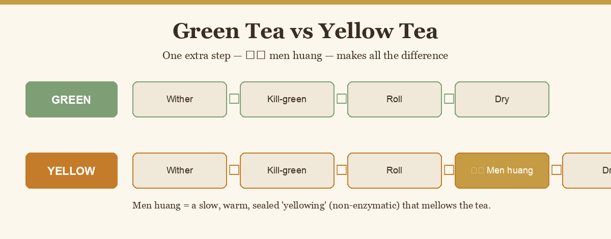 Diagram: green tea vs yellow tea, showing the extra men huang yellowing step