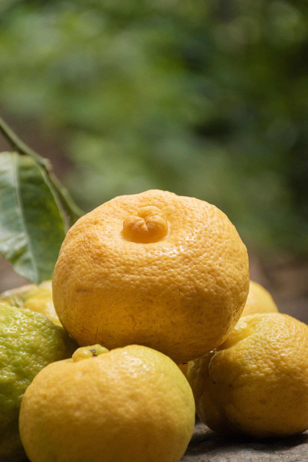 Yuzu fruits clustered on a tree branch, showing the characteristic bumpy golden-yellow skin and prominent knob typical of Citrus junos